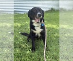 Small #4 Collie Mix