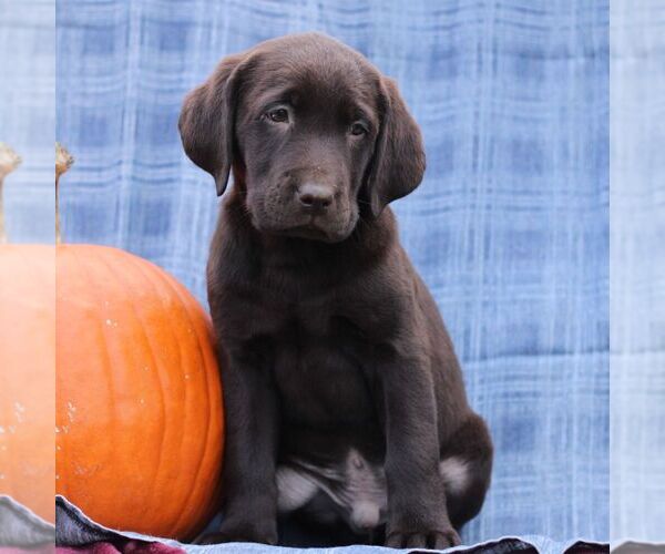 Medium Photo #2 Labrador Retriever Puppy For Sale in ELLIOTTSBURG, PA, USA