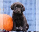 Small #1 Labrador Retriever