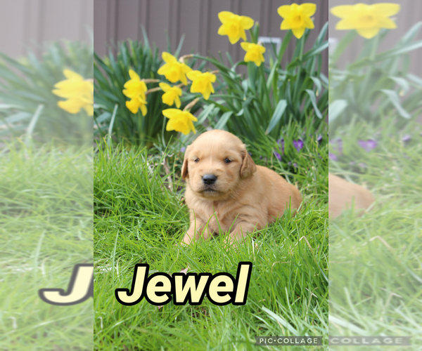 Medium Photo #57 Golden Retriever Puppy For Sale in MIDDLEBURG, PA, USA