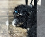Small Photo #1 Bernedoodle Puppy For Sale in BROADWAY, NC, USA