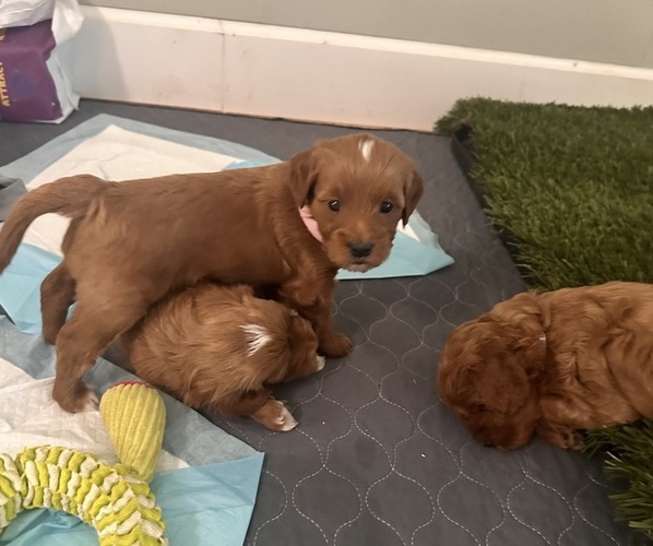 Medium Photo #17 Goldendoodle (Miniature) Puppy For Sale in GILBERT, AZ, USA
