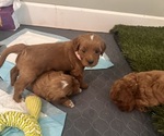 Small Photo #17 Goldendoodle (Miniature) Puppy For Sale in GILBERT, AZ, USA