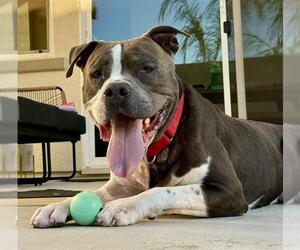 American Pit Bull Terrier Dogs for adoption in Sacramento, CA, USA