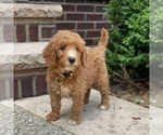 Small Photo #7 Poodle (Standard) Puppy For Sale in WOLCOTT, IN, USA