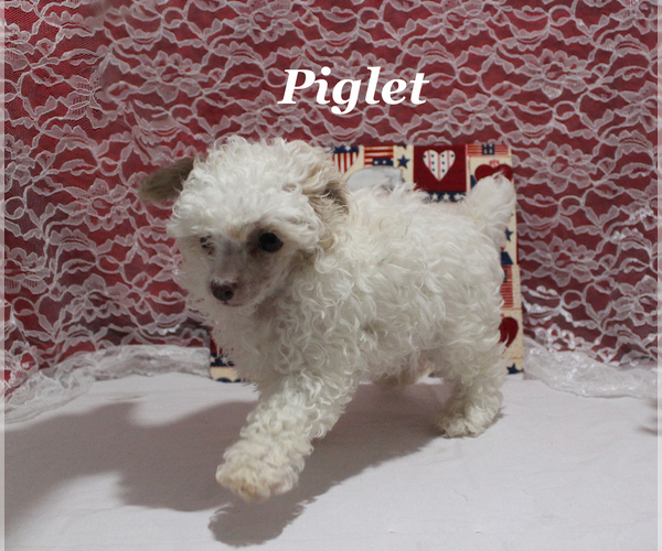 Medium Photo #4 Poodle (Toy) Puppy For Sale in CHANUTE, KS, USA