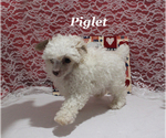 Small #3 Poodle (Toy)