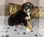 Small Photo #47 Australian Shepherd Puppy For Sale in SALISBURY, NC, USA