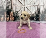 Small #3 English Cream Golden Retriever