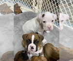 Small Photo #1 Boxer Puppy For Sale in COMO, TX, USA