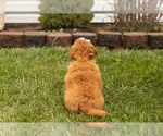 Small Photo #8 Goldendoodle (Miniature) Puppy For Sale in TOPEKA, IN, USA