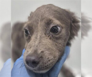 Mutt Dogs for adoption in Temple, TX, USA