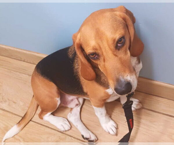 Medium Photo #6 Beagle Puppy For Sale in Dunnellon, FL, USA