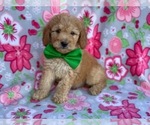 Small Photo #2 Double Doodle Puppy For Sale in LANCASTER, PA, USA