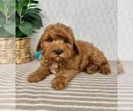Small #4 Cavapoo