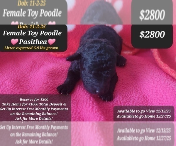 Medium Photo #1 Poodle (Toy) Puppy For Sale in TUCSON, AZ, USA