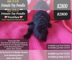 Small Poodle (Toy)