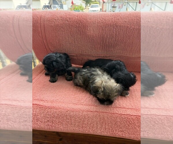 Medium Photo #1 Shih Tzu Puppy For Sale in S ZANESVILLE, OH, USA