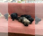 Image preview for Ad Listing. Nickname: Litter of 3