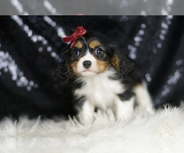 Medium Photo #4 Cavalier King Charles Spaniel Puppy For Sale in WARSAW, IN, USA