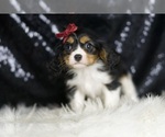 Small #3 Cavalier King Charles Spaniel