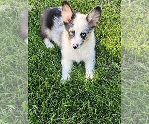 Aussie-Corgi Puppy for sale in BRIGGSDALE, CO, USA