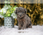 Small Poodle (Standard)
