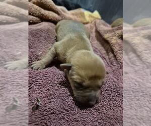 Dachshund-Unknown Mix Dogs for adoption in San Antonio, TX, USA