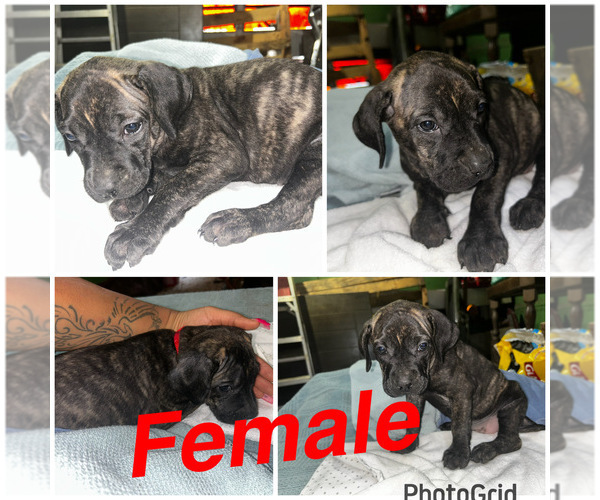 Medium Photo #8 Cane Corso-Presa Canario Mix Puppy For Sale in BALTIMORE, MD, USA