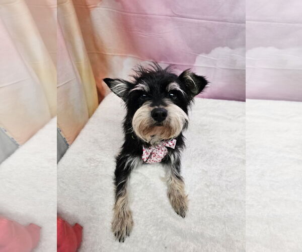 Medium Photo #1 Mutt Puppy For Sale in Metairie, LA, USA