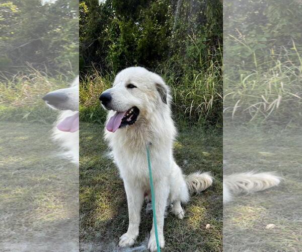 Medium Photo #3 Great Pyrenees-Unknown Mix Puppy For Sale in Rockwall, TX, USA