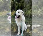 Small #2 Great Pyrenees Mix