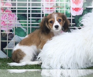 Cavapoo Puppy for sale in MARIETTA, GA, USA