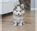 Small #2 Pomsky