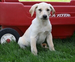 German Shepherd Dog-Unknown Mix Puppy for sale in FREDERICKSBG, OH, USA