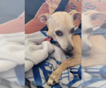 Small Photo #3 Chiweenie Puppy For Sale in San Diego, CA, USA