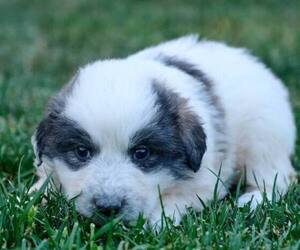 Great Pyrenees Puppy for sale in BOONE, IA, USA