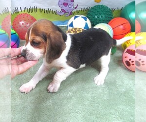 Beagle Puppy for sale in RATTAN, OK, USA