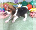 Image preview for Ad Listing. Nickname: Rosie