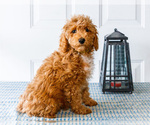 Puppy Spunky Poodle (Toy)