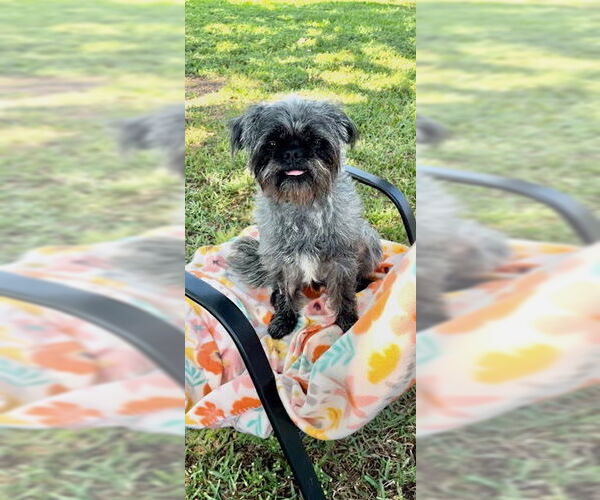 Medium Photo #7 Shih Tzu Puppy For Sale in Weston, FL, USA