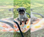 Small #6 Shih Tzu