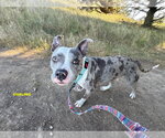 Small #7 Staffordshire Bull Terrier Mix