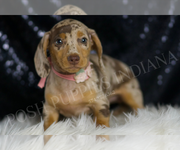 Medium Photo #116 Dachshund Puppy For Sale in WARSAW, IN, USA