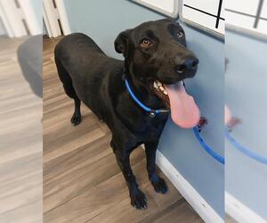 Shepradors Dogs for adoption in HESPERIA, CA, USA