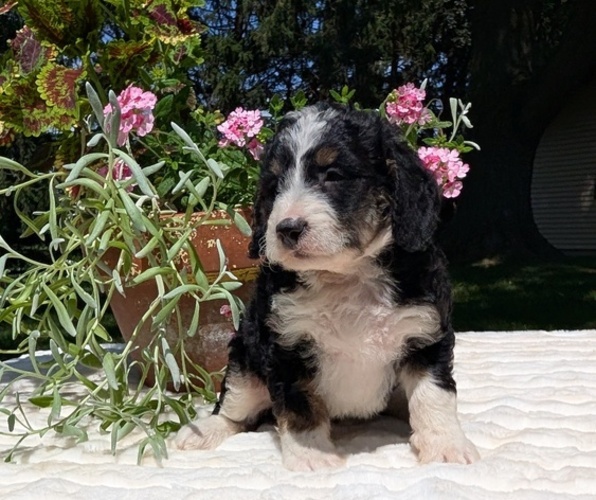 Medium Photo #71 Miniature Bernedoodle Puppy For Sale in GOSHEN, IN, USA