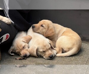 Labrador Retriever Puppy for Sale in WOODBRIDGE, Connecticut USA