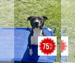 Small #5 Bullboxer Pit