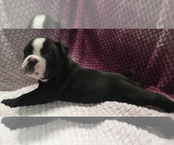 Medium Photo #6 Olde English Bulldogge Puppy For Sale in ATHOL, ID, USA
