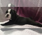 Small #5 Olde English Bulldogge